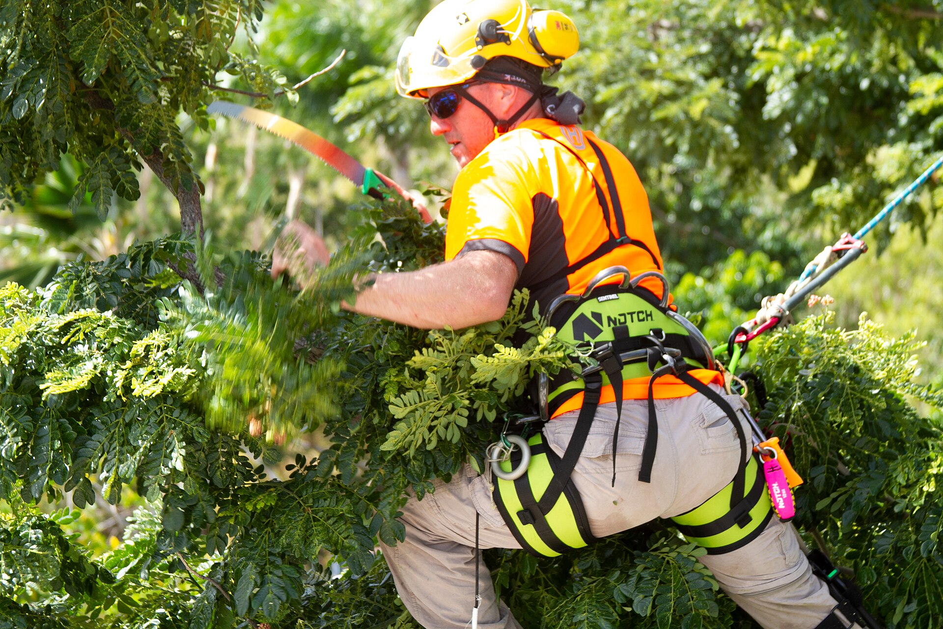 Arboricultor trabajando en altura durante una poda