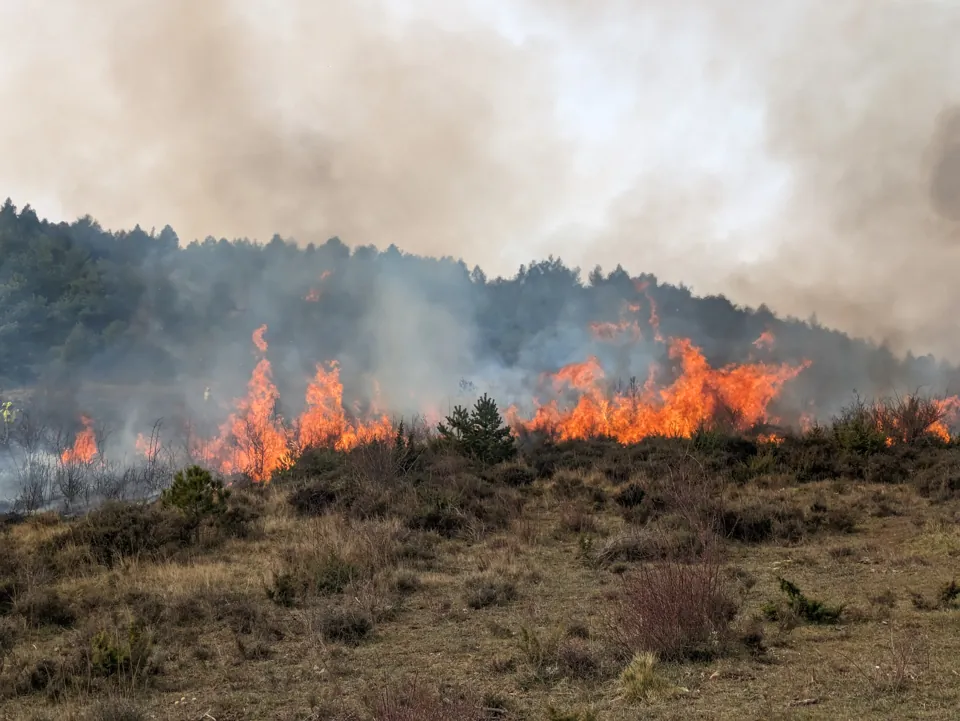 Frente de llamas avanzando por el matorral junto a un pinar