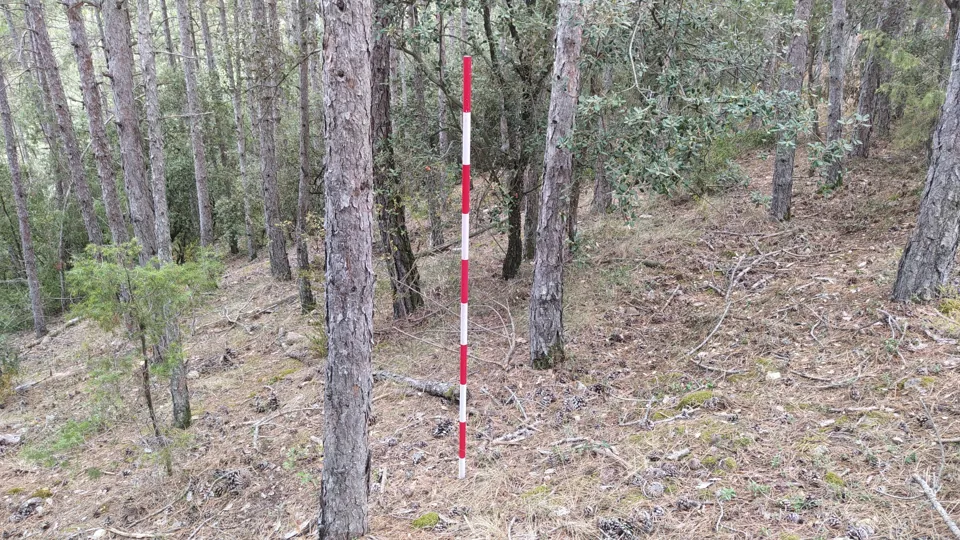 Jalón de inventario en un pinar con sotobosque de encina