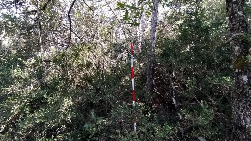 Jalón rojo y blanco para medir la altura del matorral bajo el arbolado