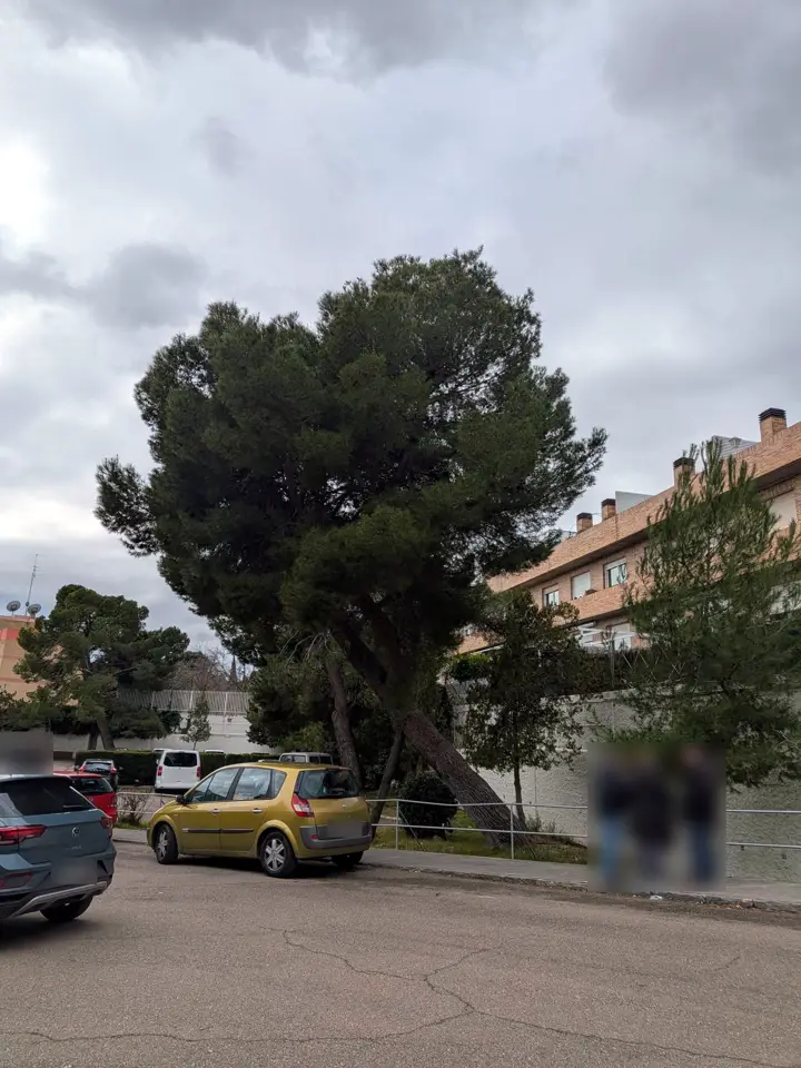 Pino carrasco muy inclinado sobre la acera de una zona residencial