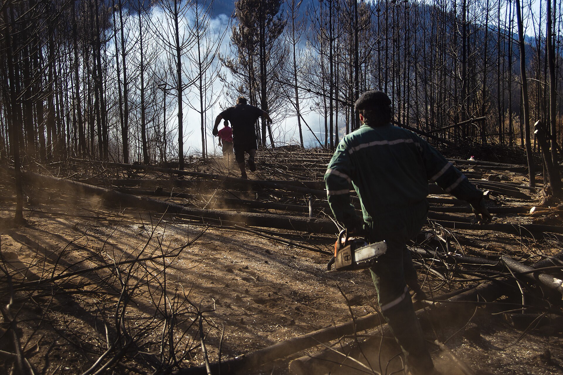 Ladera forestal calcinada tras un incendio